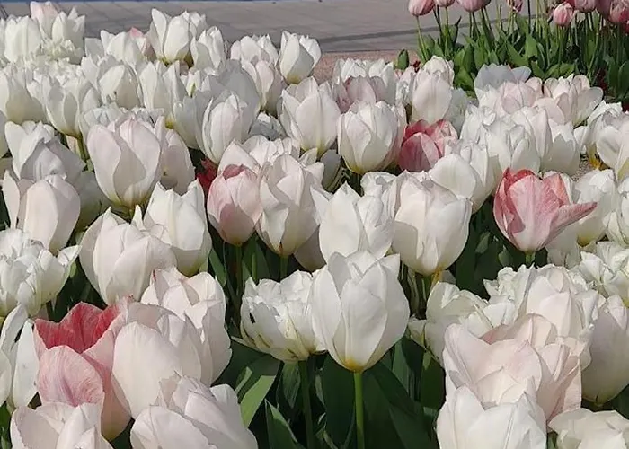 Vanti Al Garda Appartement *