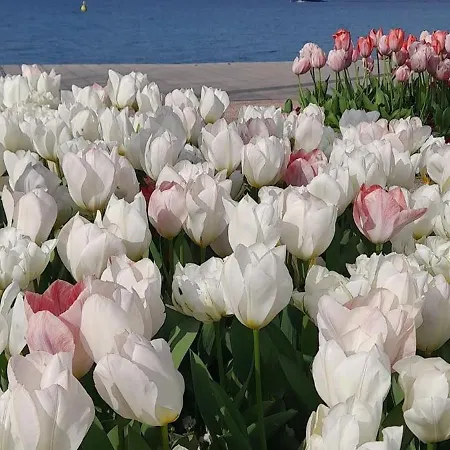 Vanti Al Garda 아파트 *